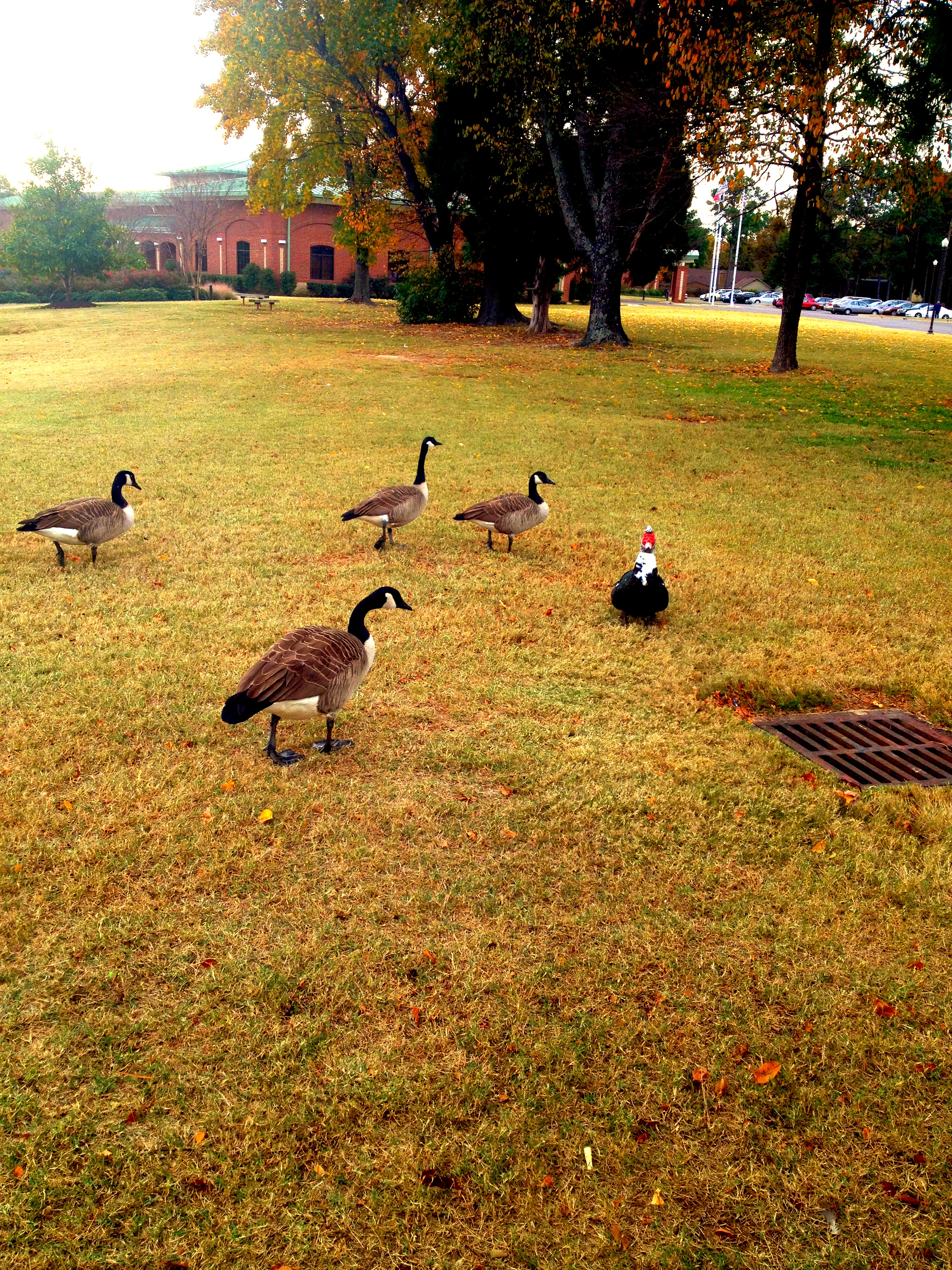 Geese-Duck-Family