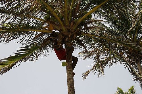 Black-Man-Plucks-Coconut-from-Fruit-Trees-Trinidad